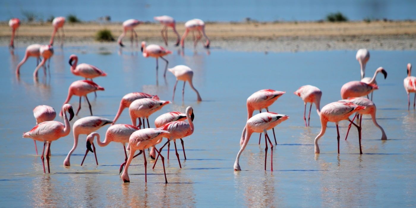 Molentargius fenicotteri e biodiversità